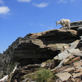 Mountain Goat 