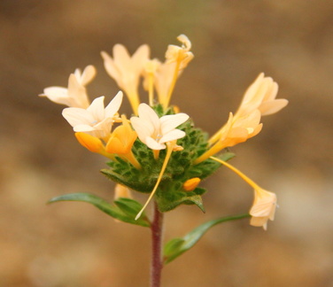 Unknown Flower