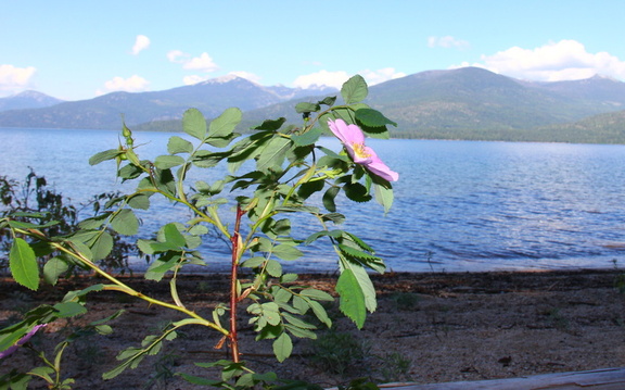 Wild Rose with Priest Lake