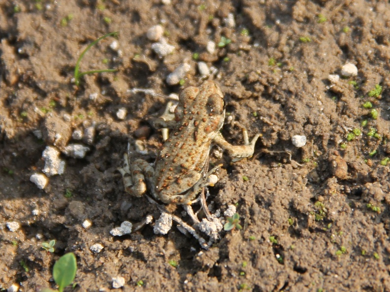 wildlife-frog.JPG