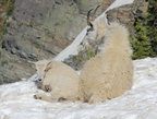 Mountain Goat and Kid