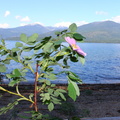 Wild Rose with Priest Lake