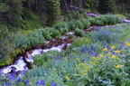 Colorado Wild flowers